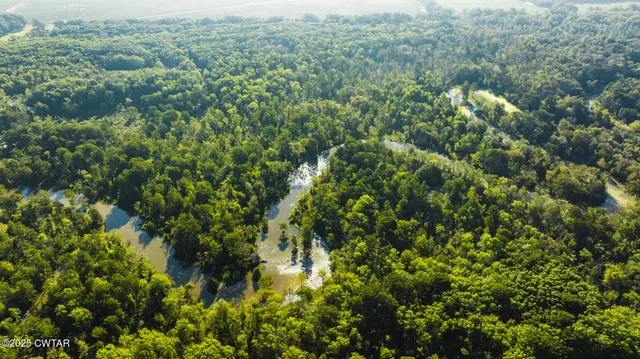 a view of a lush green forest with lots of trees