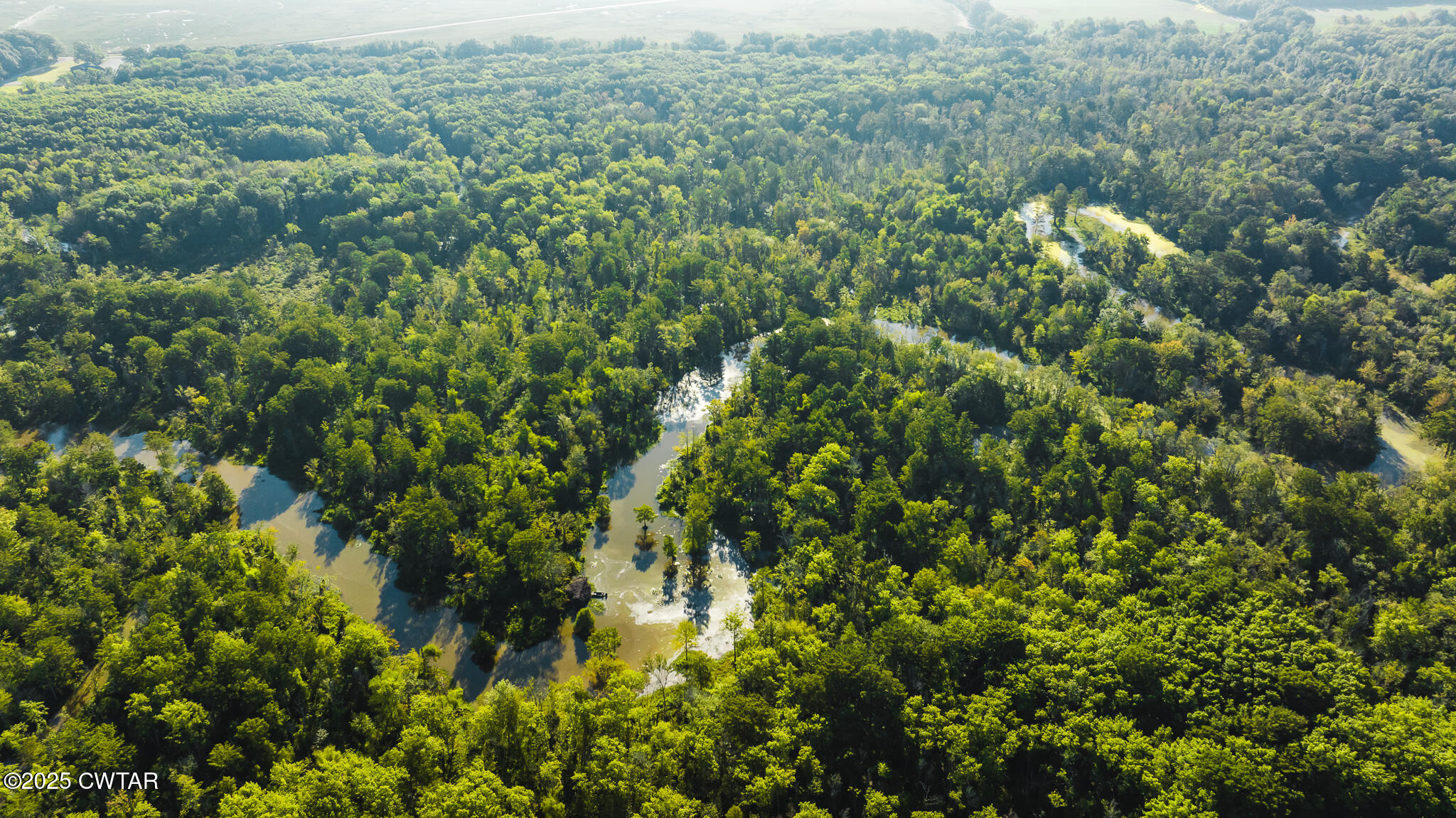0 Brazil Eaton Road Trenton, TN 38382 - Photo 8 of 27 a view of a lush green forest with lots of trees