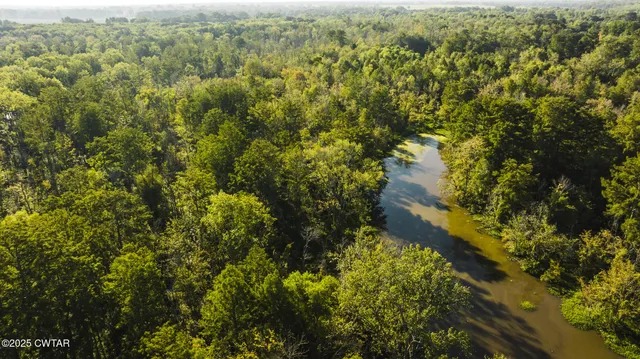 a view of a forest with an trees