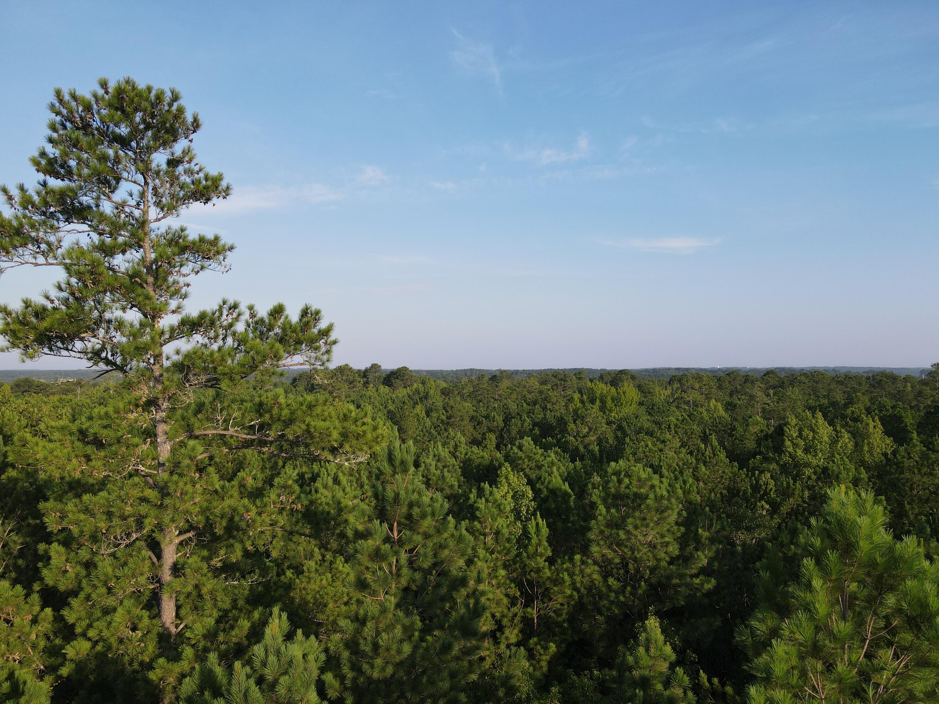 1325 Reynolds Farm Road Grovetown, GA 30813 - Photo 1 of 6 Mixed Pine and Hardwood