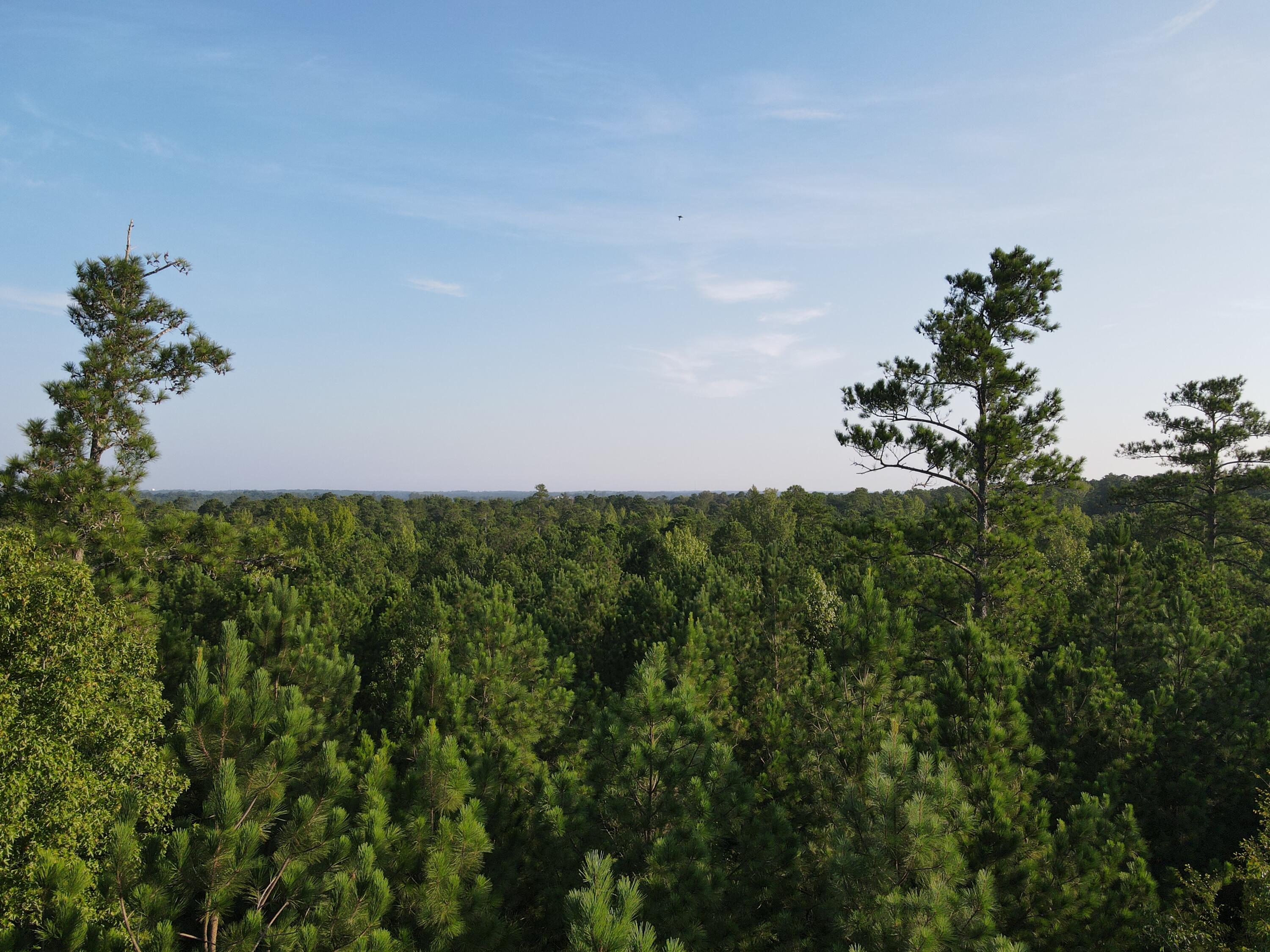 1325 Reynolds Farm Road Grovetown, GA 30813 - Photo 2 of 6 100 forested acres
