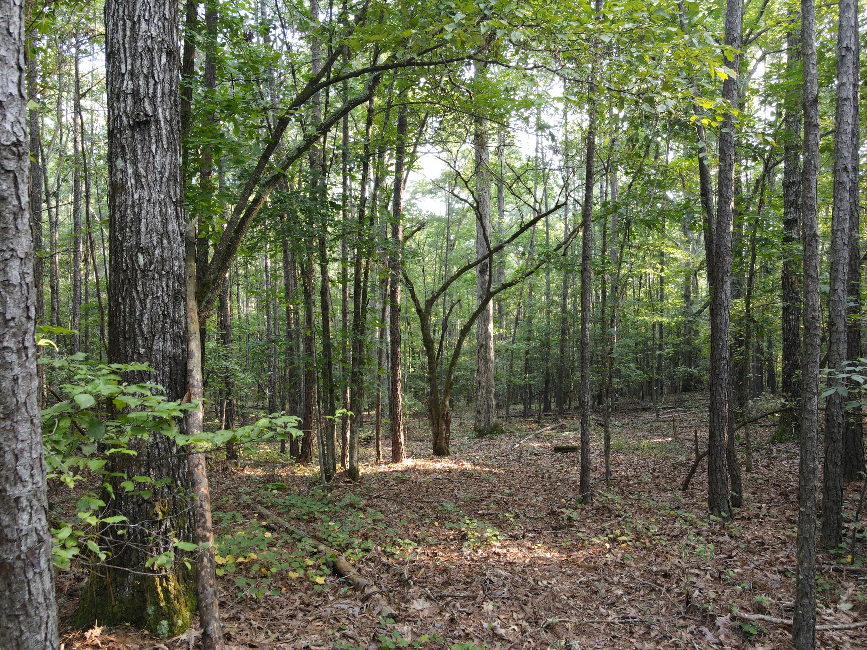 1325 Reynolds Farm Road Grovetown, GA 30813 - Photo 3 of 6 Beautiful acreage with lots of potential!