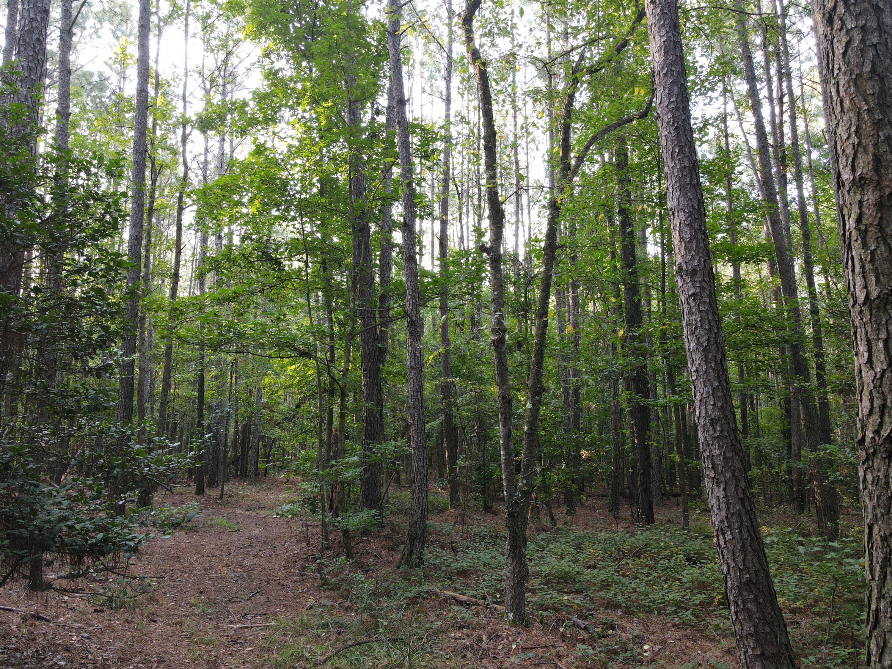 1325 Reynolds Farm Road Grovetown, GA 30813 - Photo 4 of 6 Interior trails for easy access