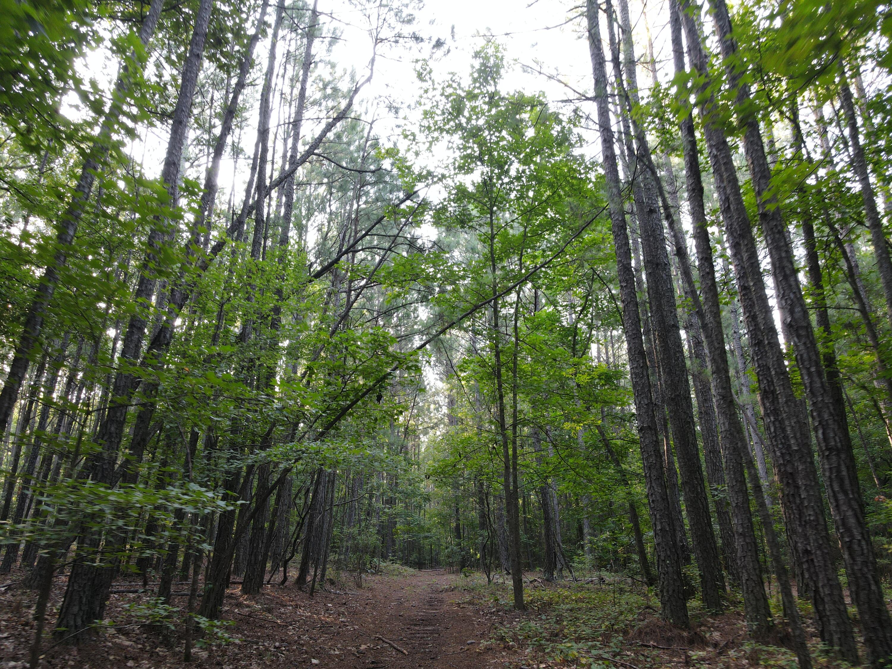 1325 Reynolds Farm Road Grovetown, GA 30813 - Photo 5 of 6 Forested area with lots of options