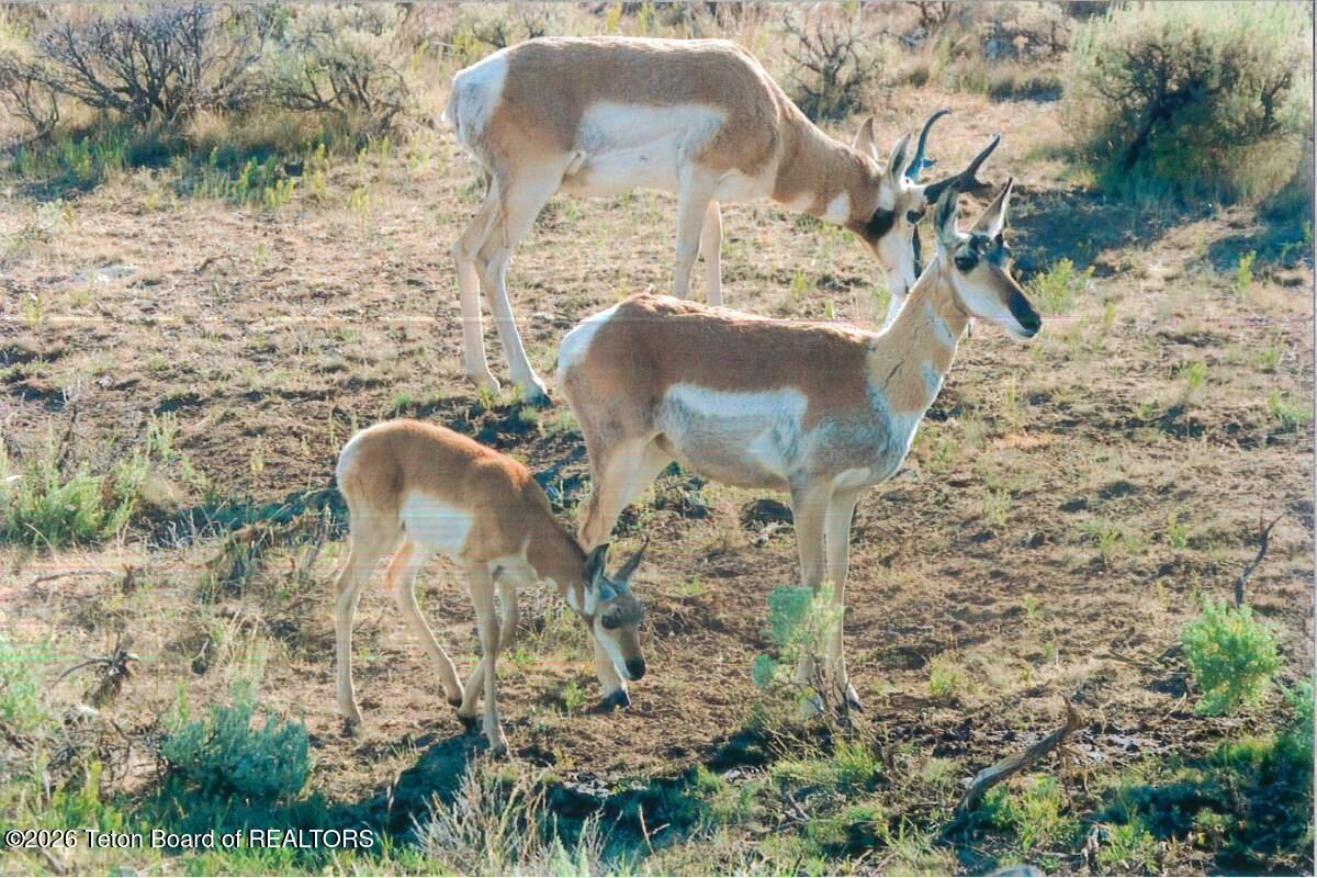 41 Marsh Creek Road Cora, WY 82925 - Photo 8 of 53 Pronghorn