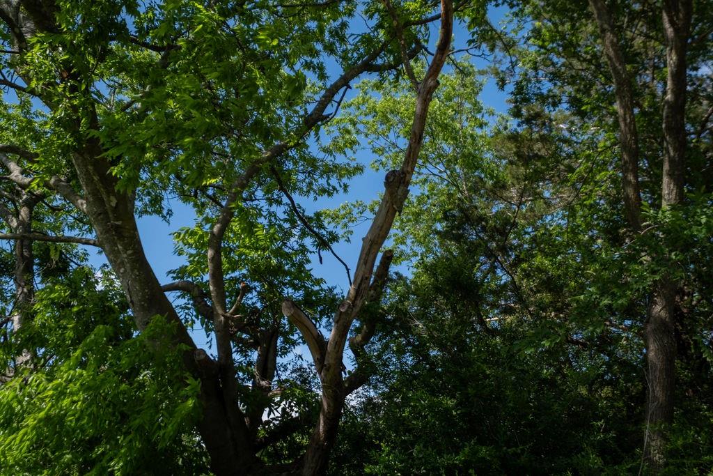 108 Williams Street Terrell, TX 75160 - Photo 3 of 11 a view of tree