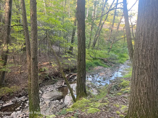a view of a forest with trees