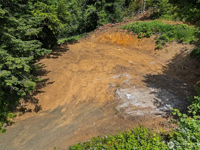 a view of a yard with plants and large trees