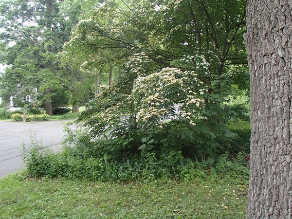 122 Spring Street Amherst, MA 01002 - Photo 26 of 26 Gallery Image 26