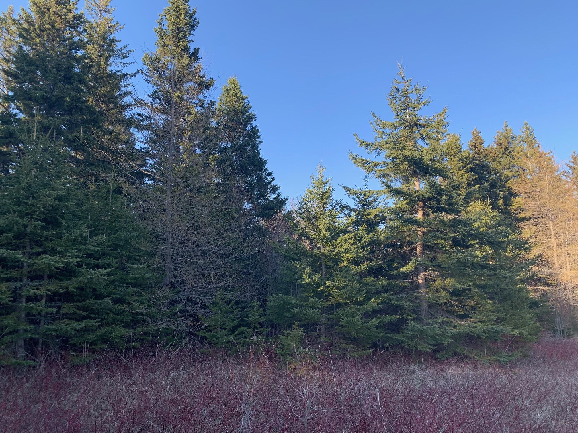 111 Loring Commerce Road Limestone, ME 04750 - Photo 8 of 9 IMG_1999