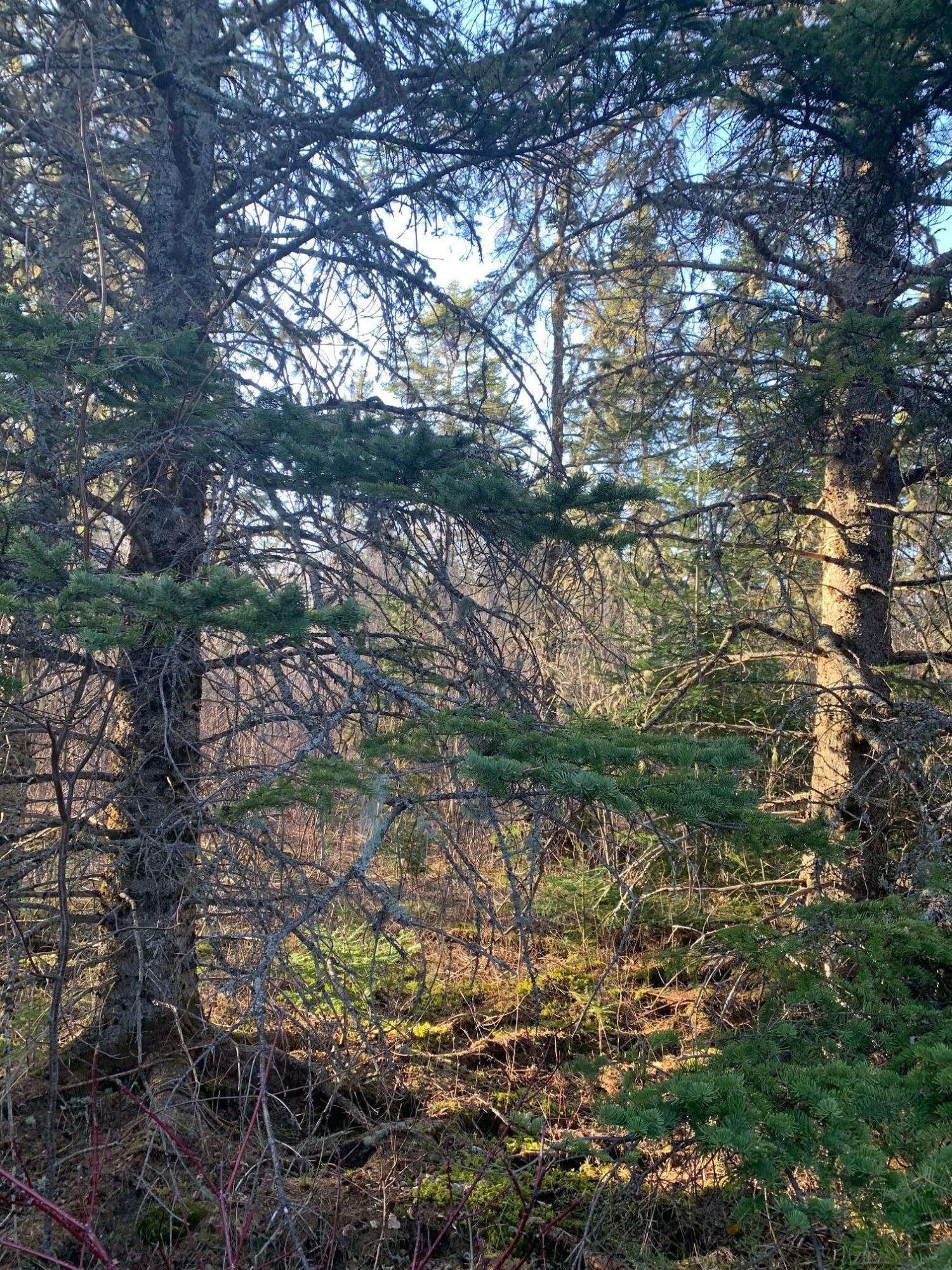 111 Loring Commerce Road Limestone, ME 04750 - Photo 9 of 9 IMG_1996