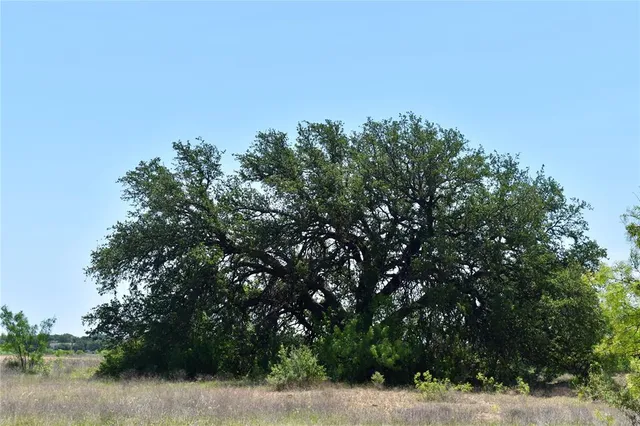 a view of a yard with plants and trees