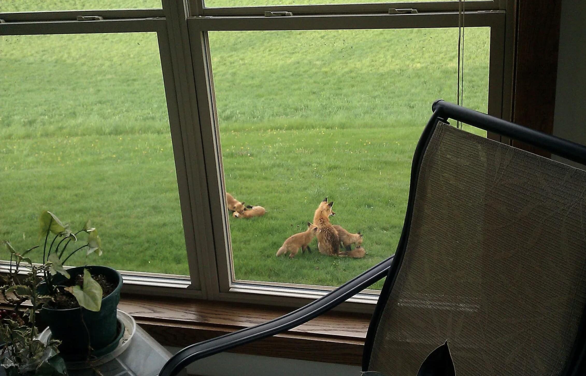 511 East Southern Road Coldwater, MI 49036 - Photo 42 of 49 Wildlife