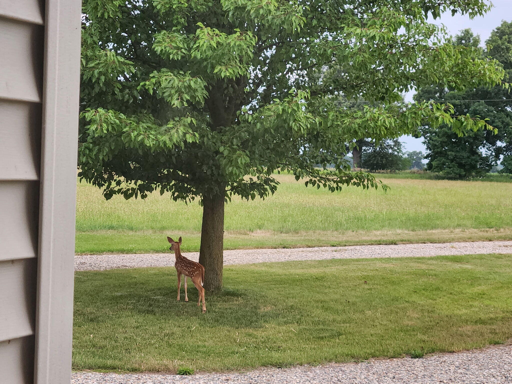511 East Southern Road Coldwater, MI 49036 - Photo 44 of 49 Wildlife