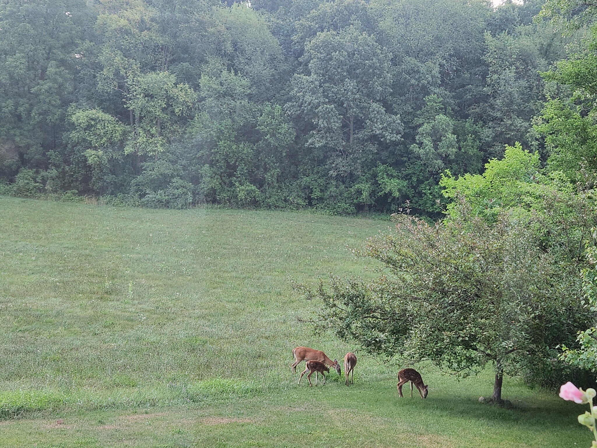 511 East Southern Road Coldwater, MI 49036 - Photo 45 of 49 Wildlife