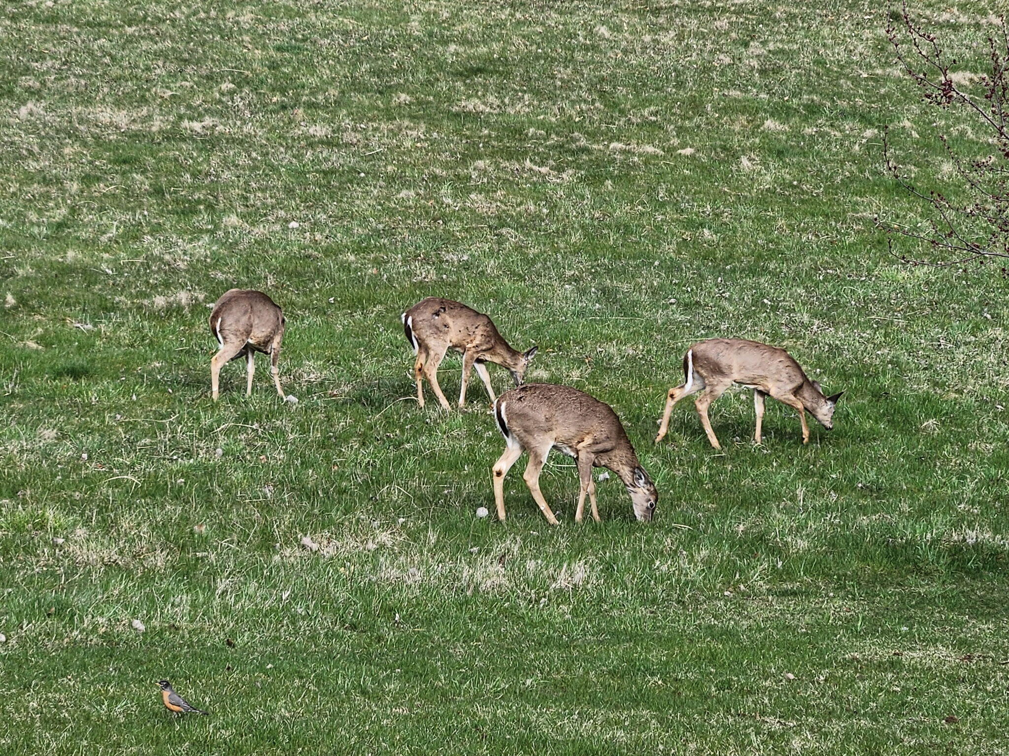 511 East Southern Road Coldwater, MI 49036 - Photo 46 of 49 Wildlife