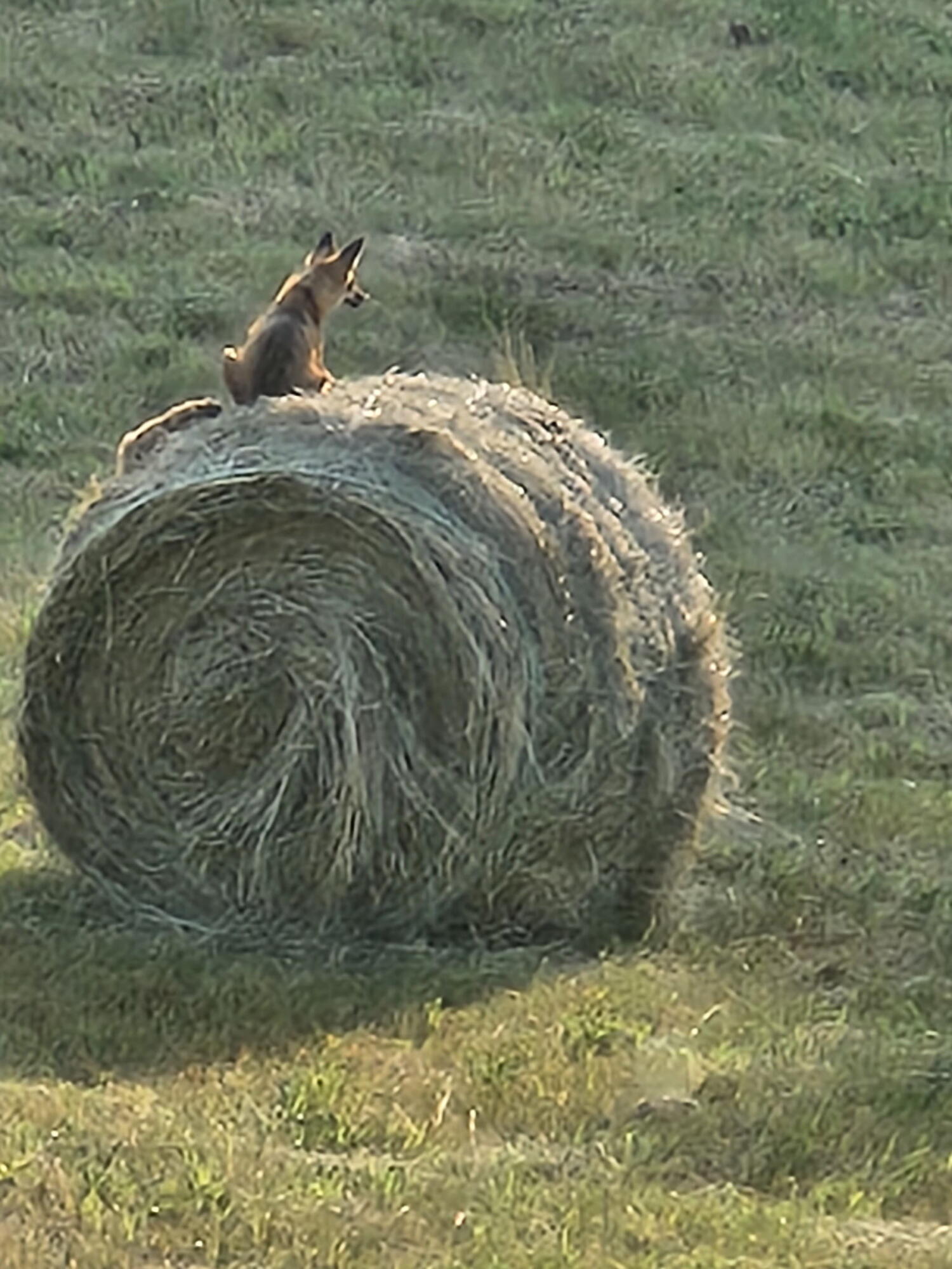 511 East Southern Road Coldwater, MI 49036 - Photo 49 of 49 Wildlife