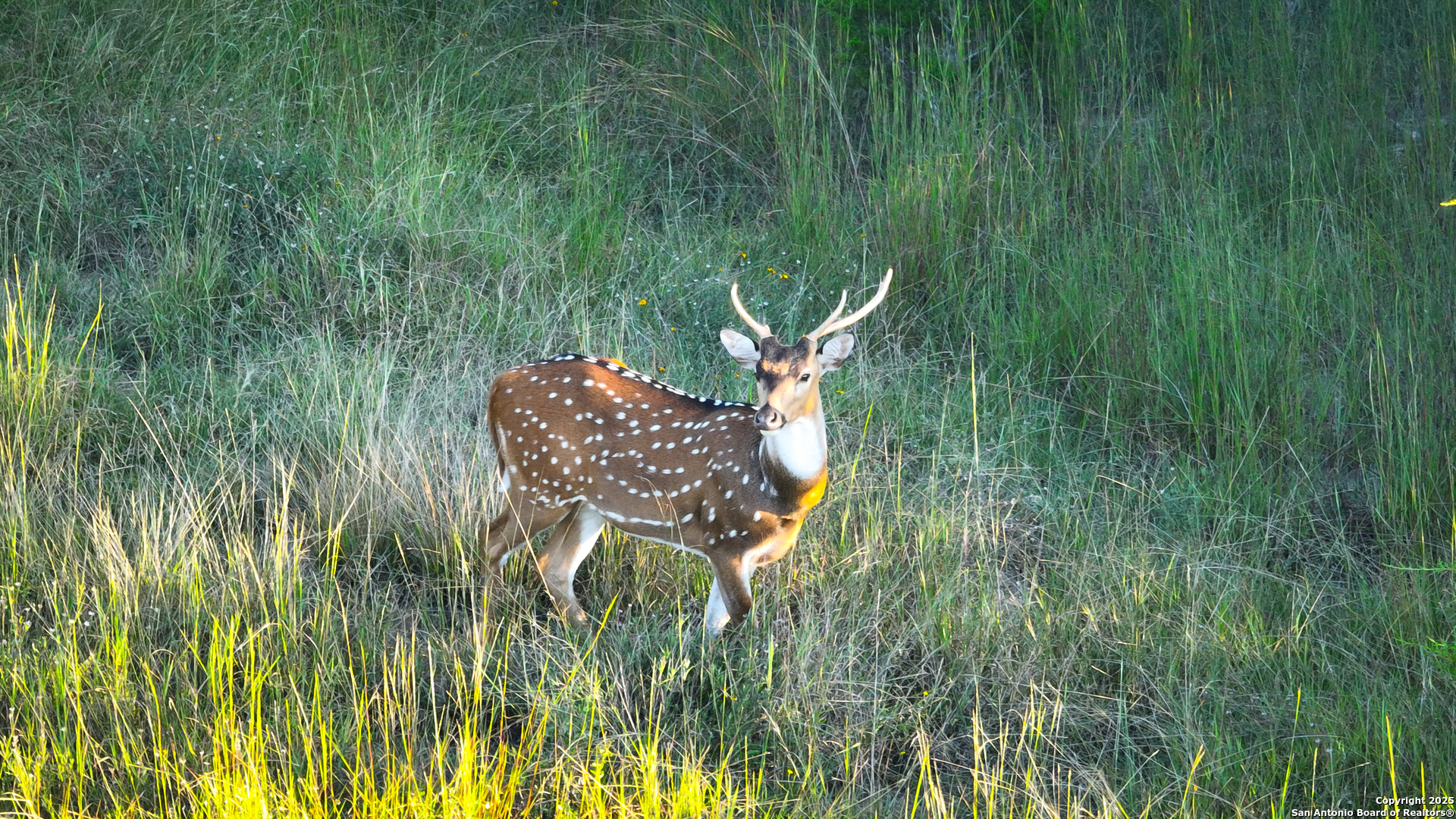 Tract 4 Jungfrau Hill Road Comfort, TX 78013 - Photo 9 of 25 a bird view of a garden