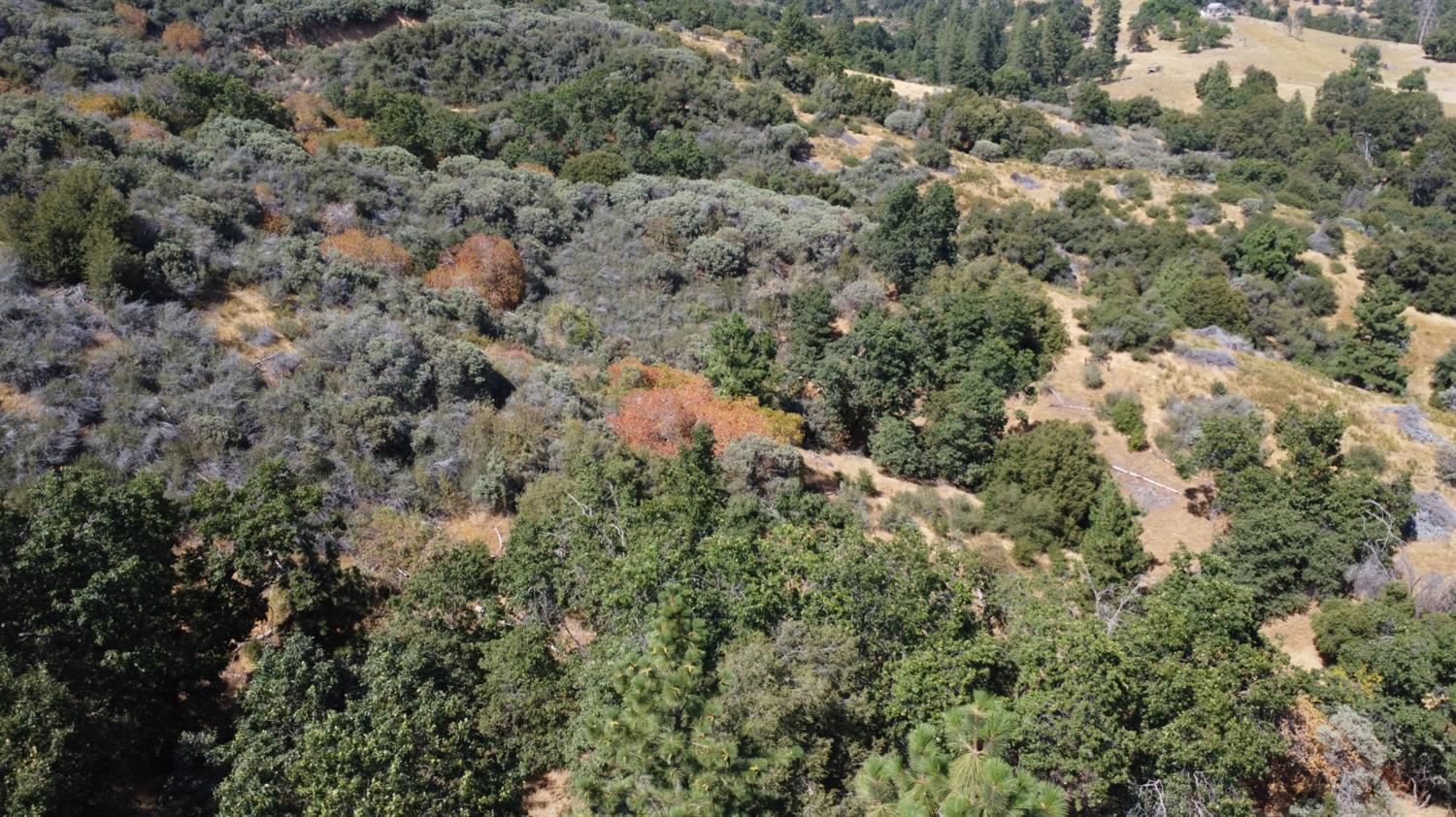 52925 Hogback Miramonte, CA 93603 - Photo 73 of 89 a view of a forest with trees and houses
