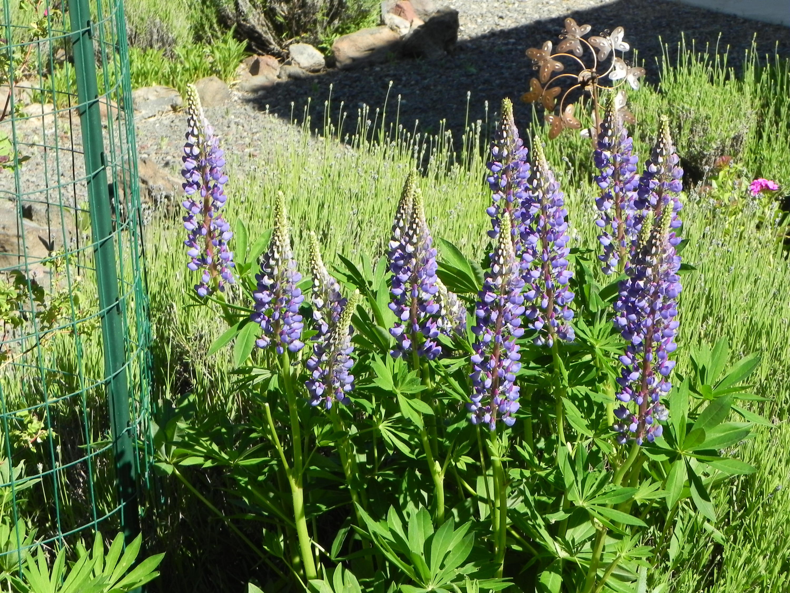 13898 Southwest Ridge Place Terrebonne, OR 97760 - Photo 35 of 38 Garden 1