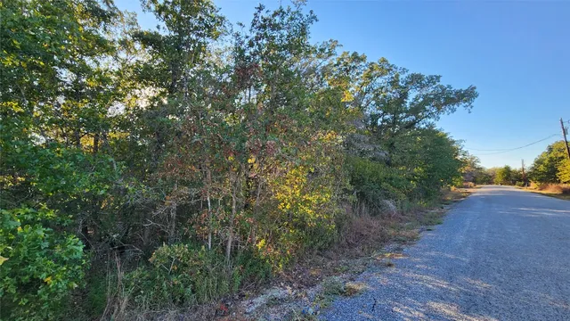 a view of a tree with a tree