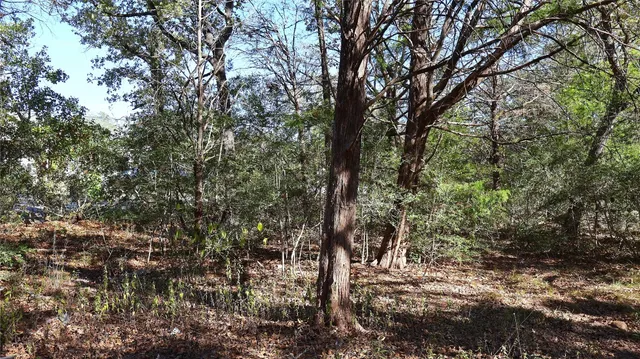 a view of a forest with lots of trees