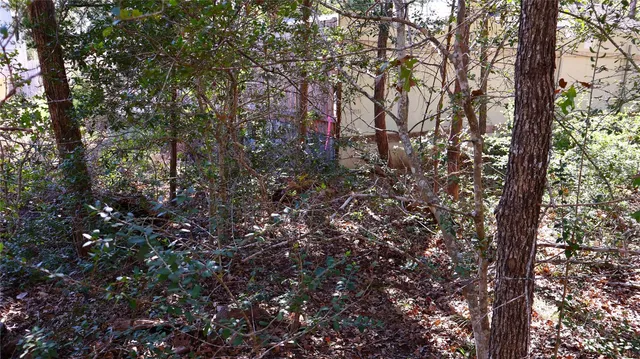 a view of a forest with a tree