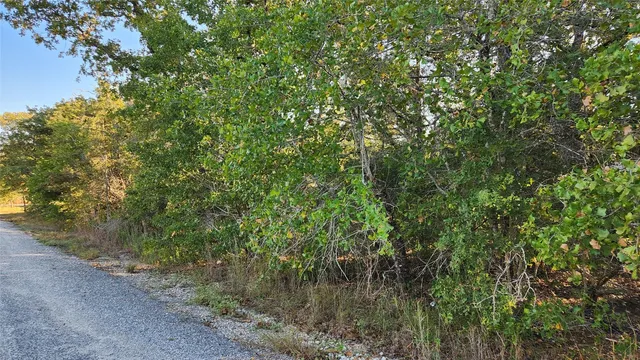 a view of a forest with a tree