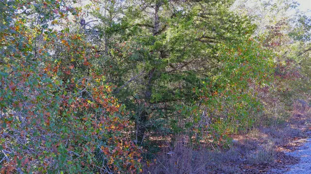 a view of a yard with plants and trees