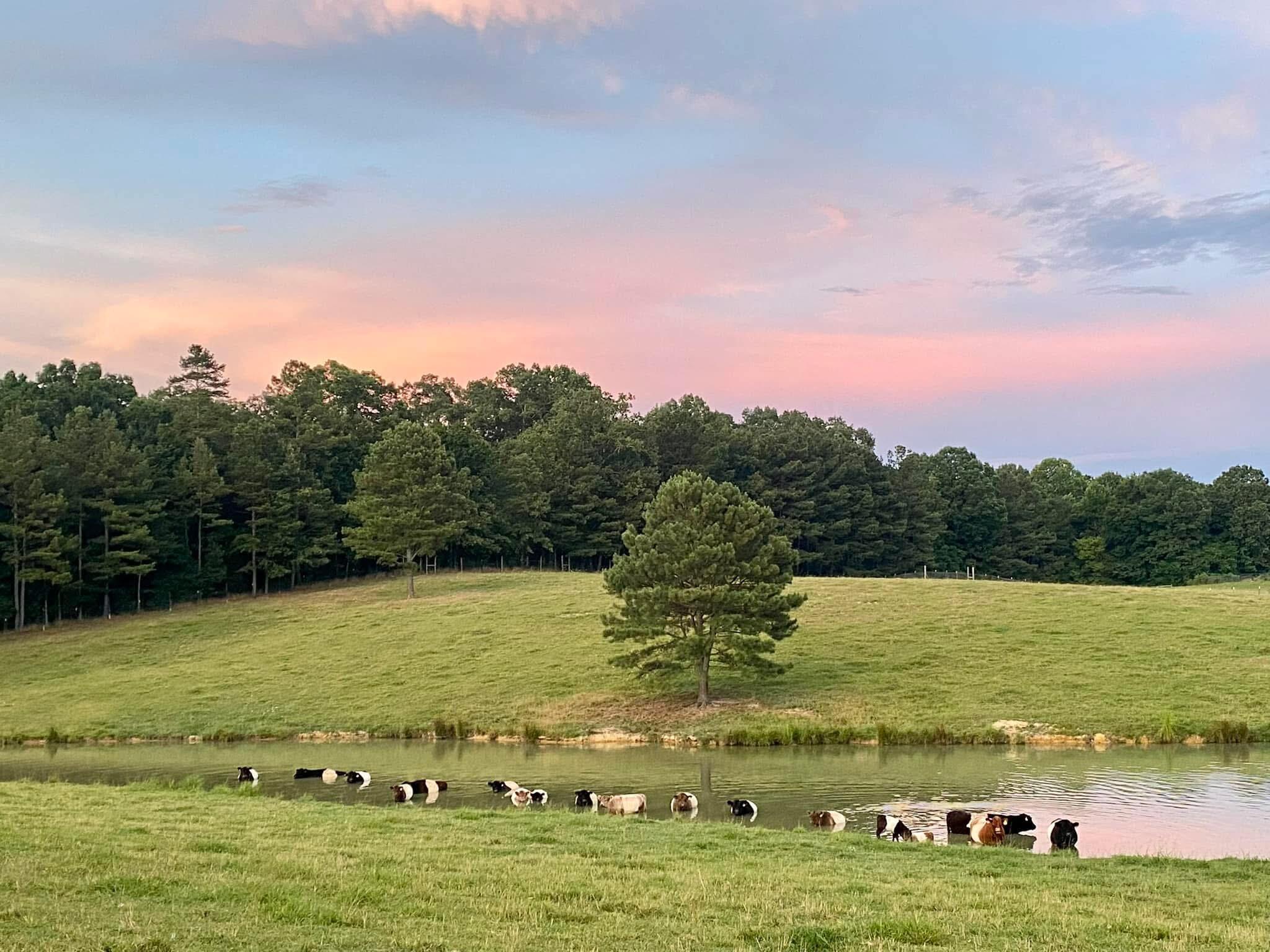 255 Ramsey Bridge Road Southeast Cleveland, TN 37323 - Photo 65 of 72 IMG_3781