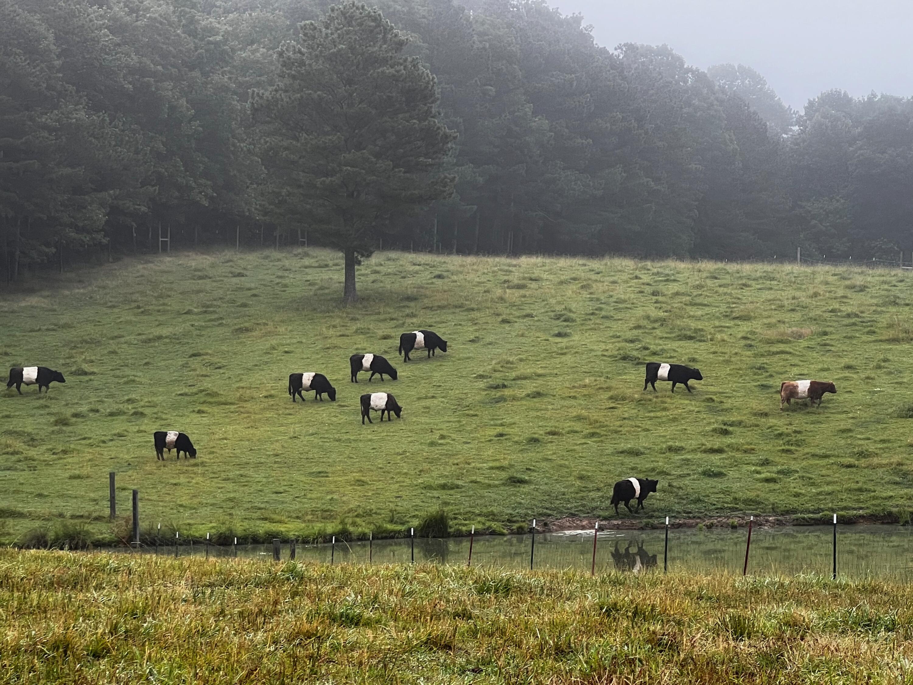 255 Ramsey Bridge Road Southeast Cleveland, TN 37323 - Photo 66 of 72 IMG_2436