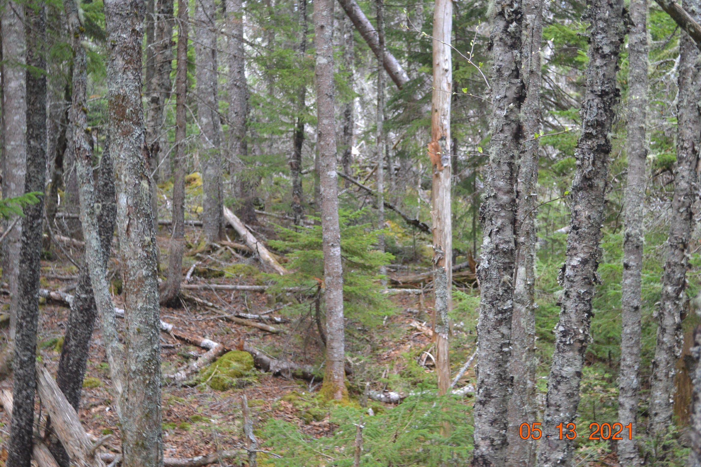 Lot 17-4 Destiny Bay Road Cutler, ME 04626 - Photo 7 of 13 DSC_0023