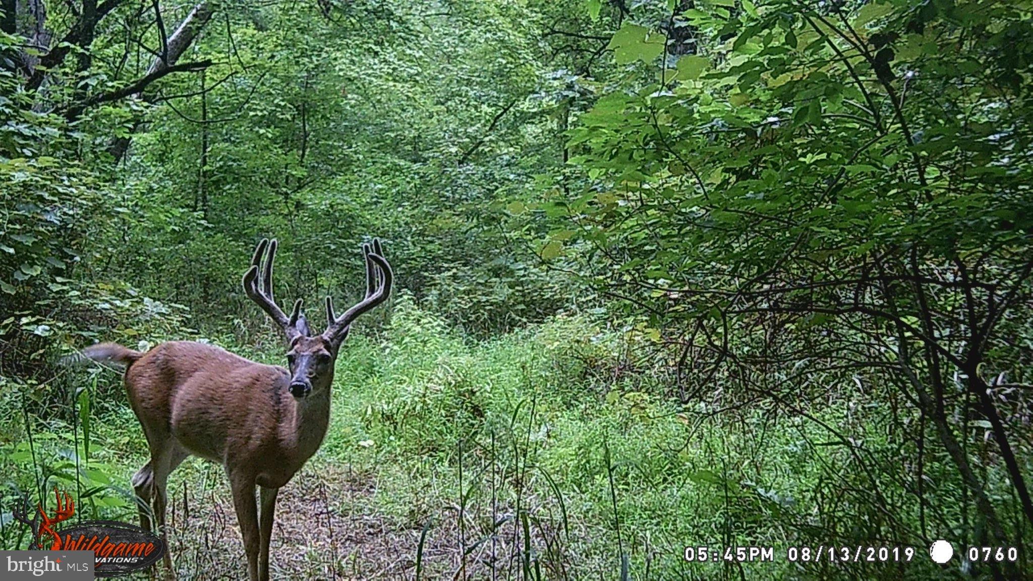 181 Fort Road Bernville, PA 19506 - Photo 42 of 43 Trail cam