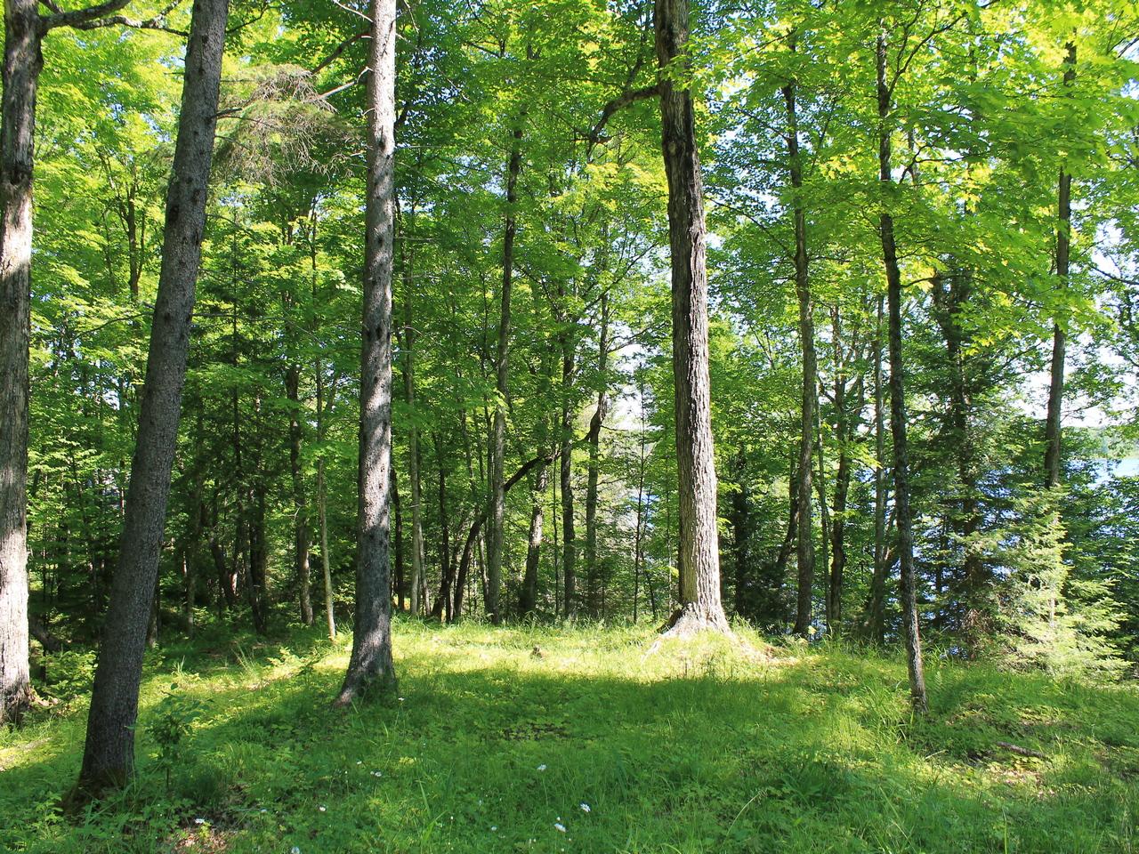 Lot One Fisher Lake Road Mercer, WI 54547 - Photo 32 of 34 Gallery Image 32
