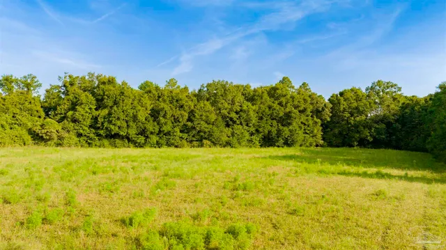 a view of a yard with an tree