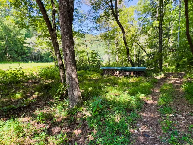 a view of a yard with plants and large trees