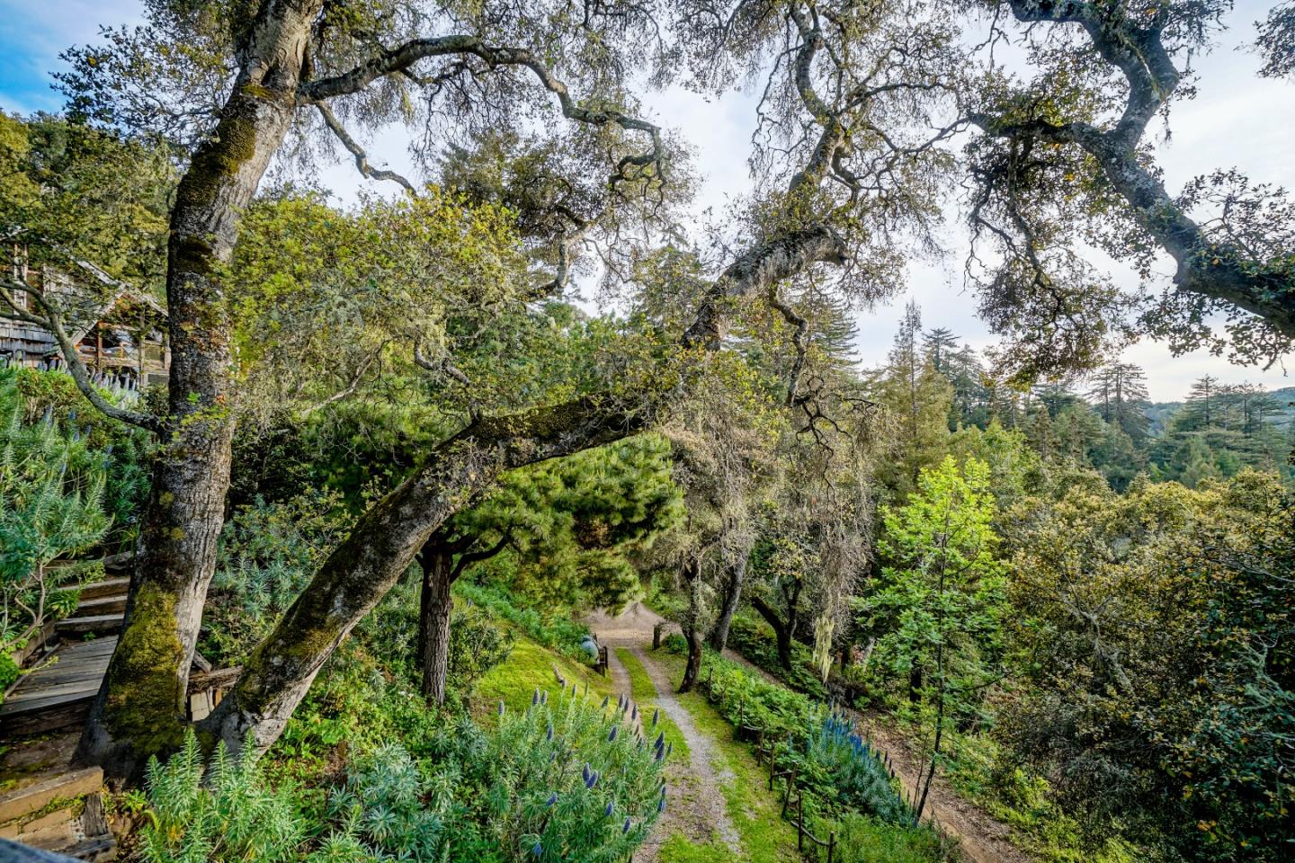 37763 Palo Colorado Road Carmel, CA 93923 - Photo 22 of 32 a view of a tree