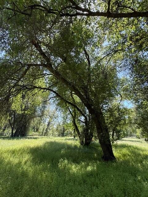 Clough Creek Road Redding, CA 96002 - Photo 21 of 25 Image-1 (1)