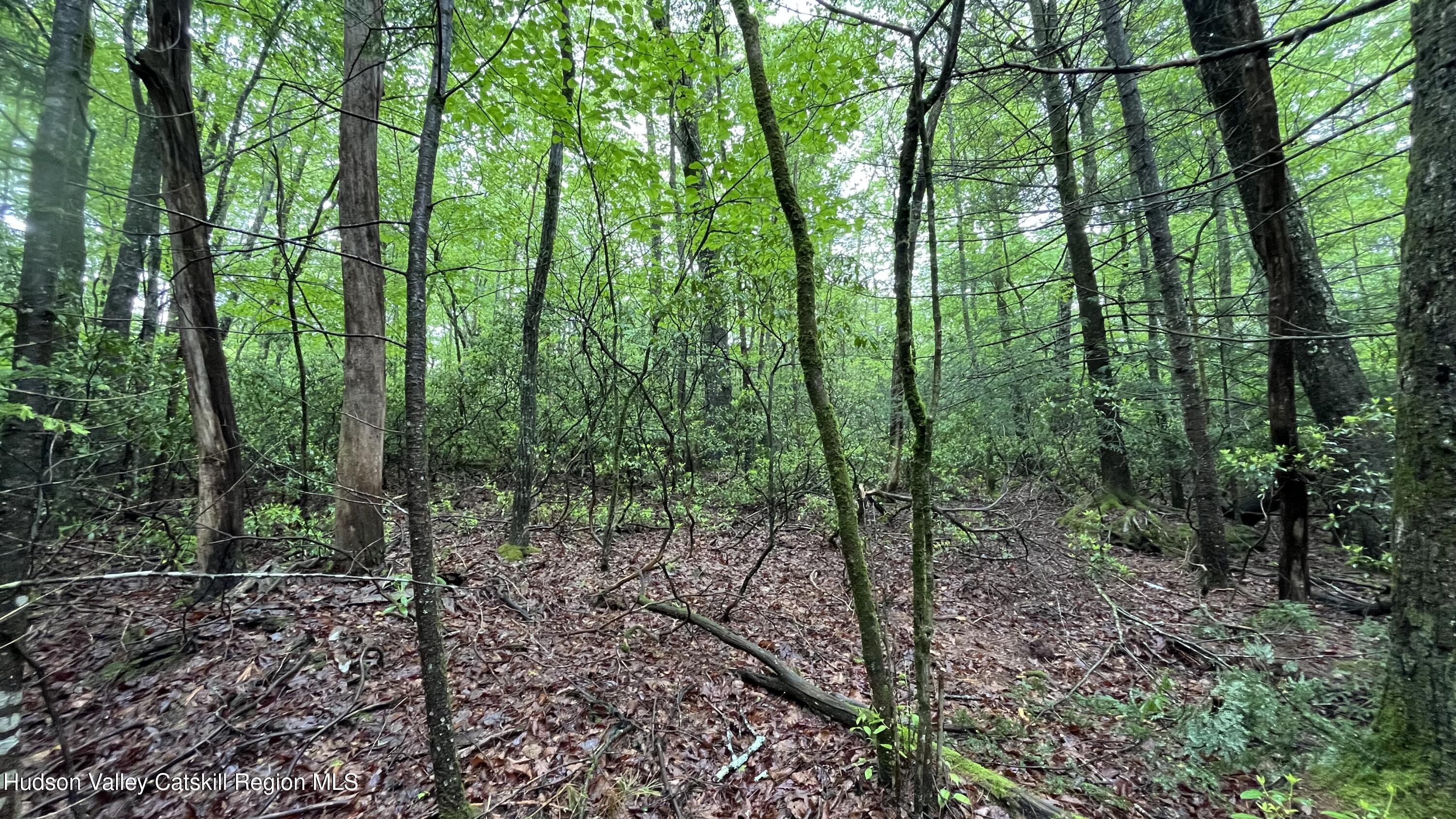 14 Saw Pitt Road Kerhonkson, NY 12446 - Photo 8 of 9 a view of forest