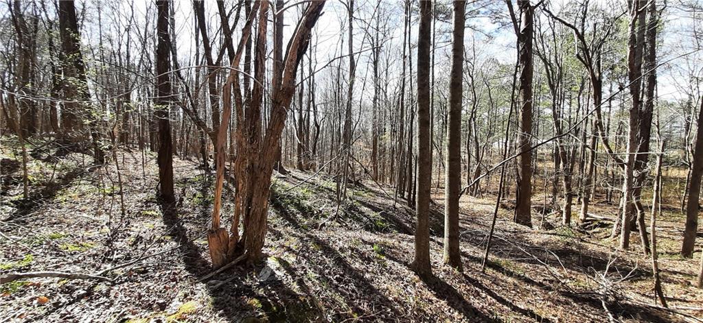 11953 Henderson Mountain Road Fairmount, GA 30139 - Photo 28 of 46 a view of a forest with trees