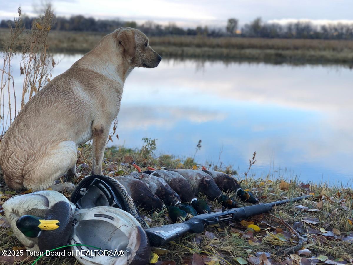 338 Gas Hills Road Riverton, WY 82501 - Photo 20 of 36 bird dog