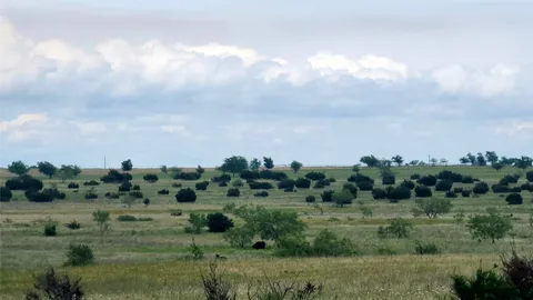 a view of a field of grass and trees