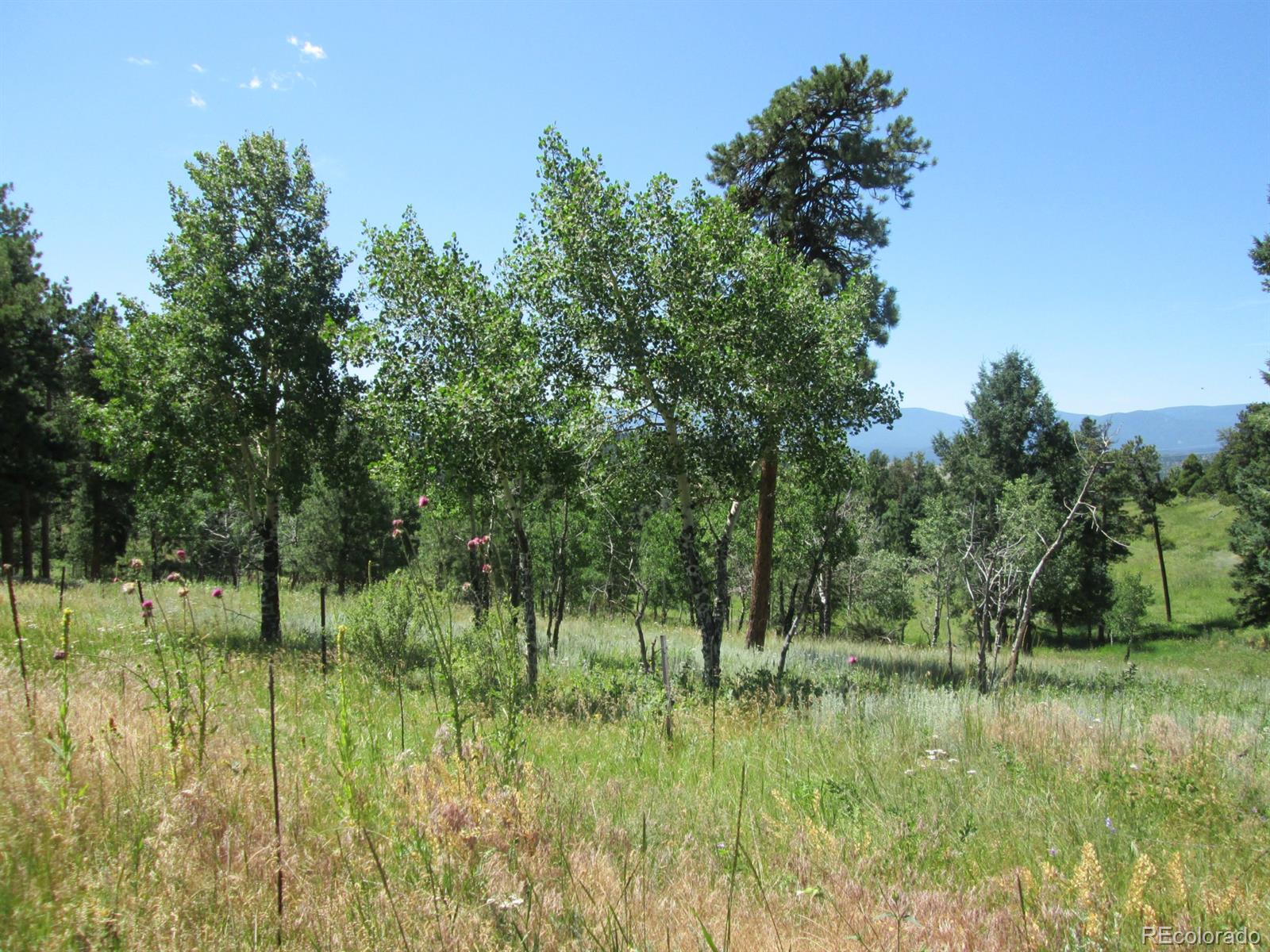 Hummingbird Hill Road Conifer, CO 80433 - Photo 3 of 8 Gallery Image 3