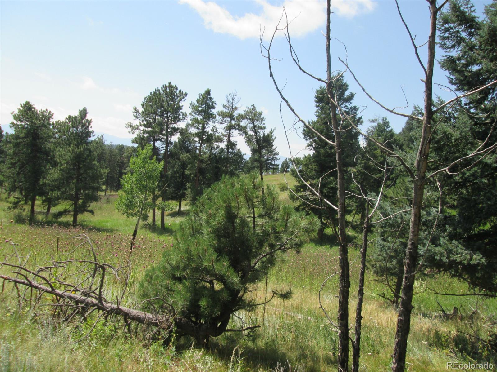 Hummingbird Hill Road Conifer, CO 80433 - Photo 6 of 8 Gallery Image 6