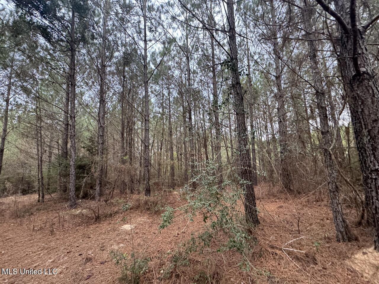 57 Mose Hilliard Road Sontag, MS 39665 - Photo 11 of 20 IMG_1068 Large