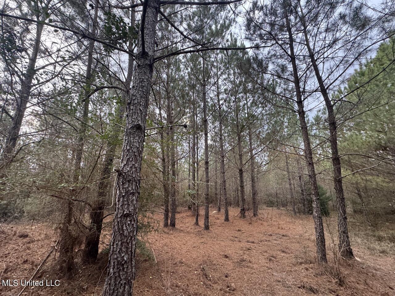 57 Mose Hilliard Road Sontag, MS 39665 - Photo 17 of 20 IMG_1075 Large