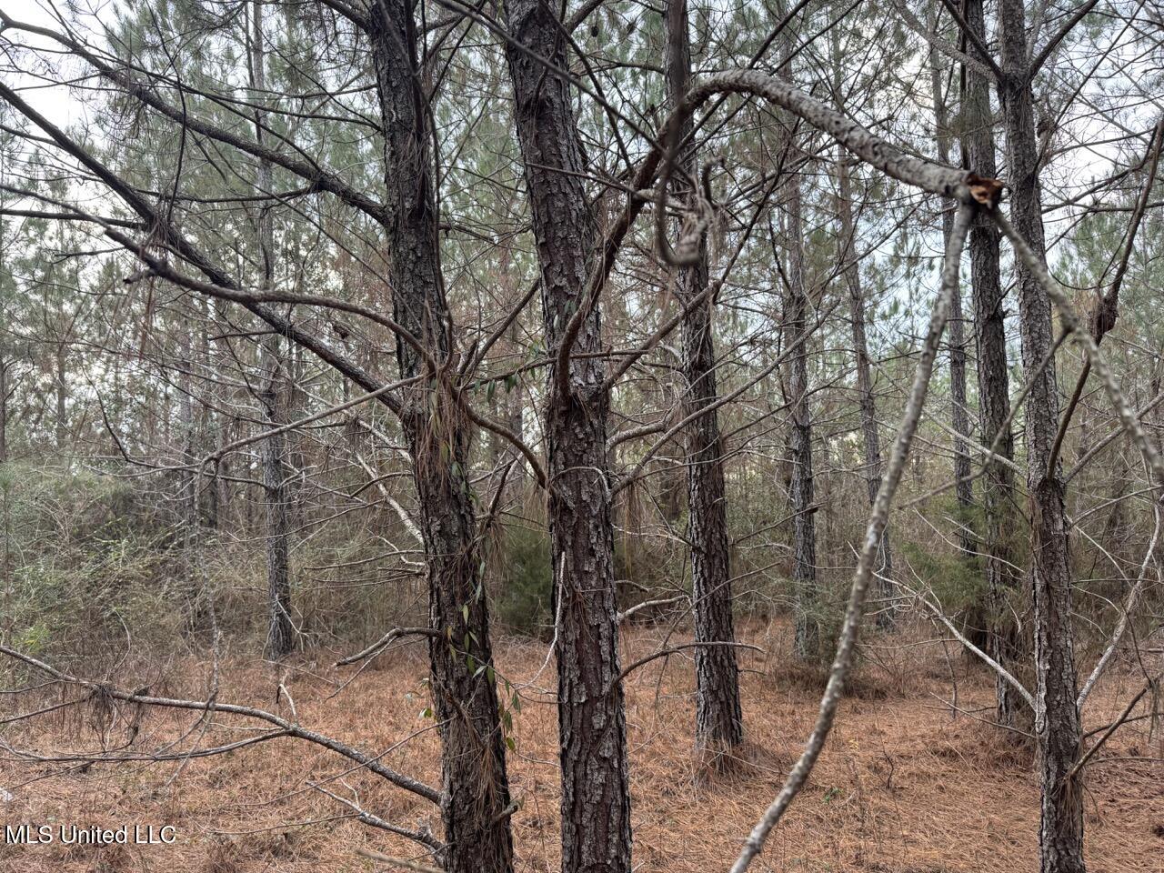 57 Mose Hilliard Road Sontag, MS 39665 - Photo 18 of 20 IMG_1076 Large