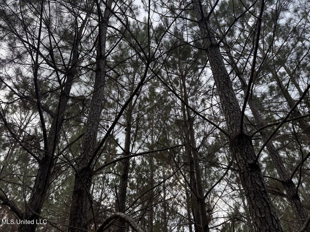 57 Mose Hilliard Road Sontag, MS 39665 - Photo 19 of 20 IMG_1077 Large