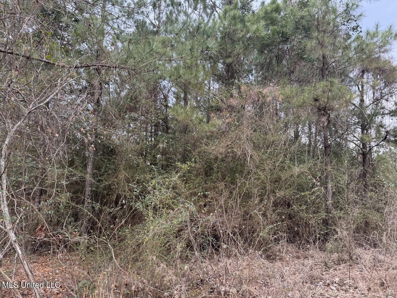 57 Mose Hilliard Road Sontag, MS 39665 - Photo 5 of 20 IMG_1062 Large