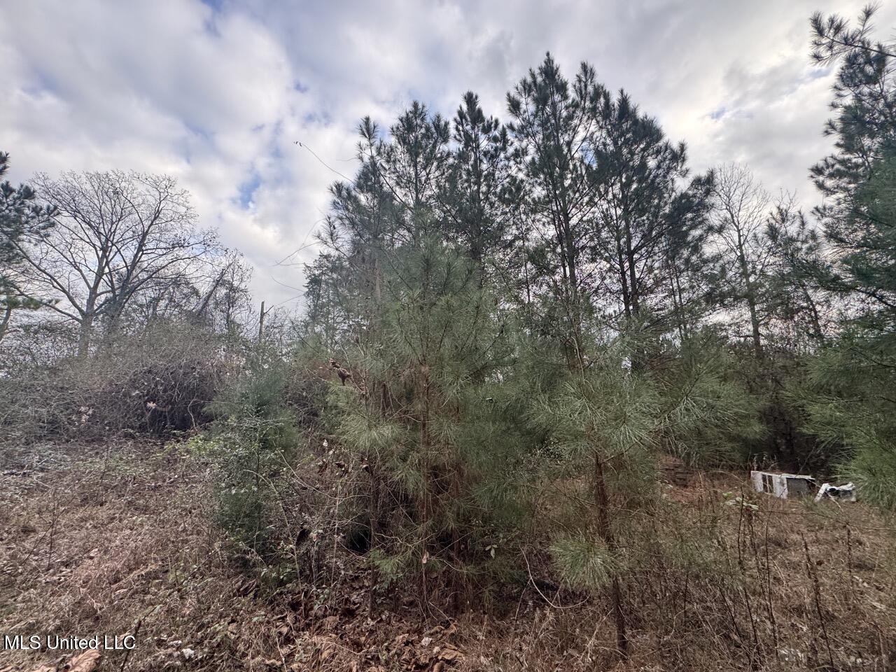 57 Mose Hilliard Road Sontag, MS 39665 - Photo 7 of 20 IMG_1064 Large